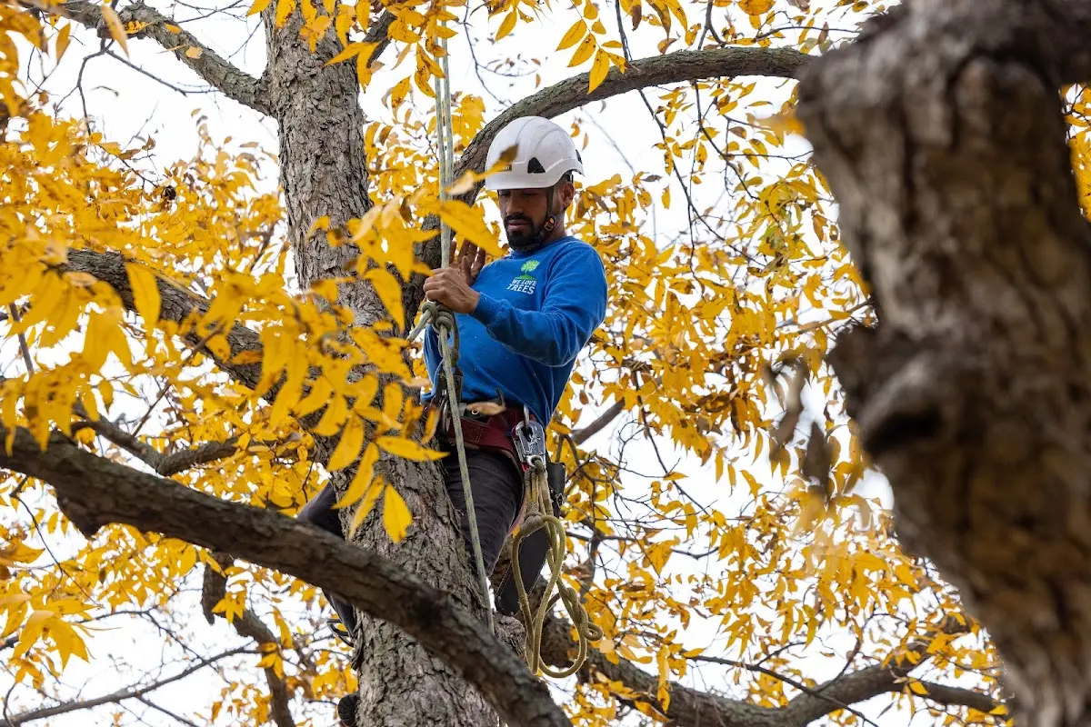 Skilled Storm Damage Cleanup crew working in Valley Center