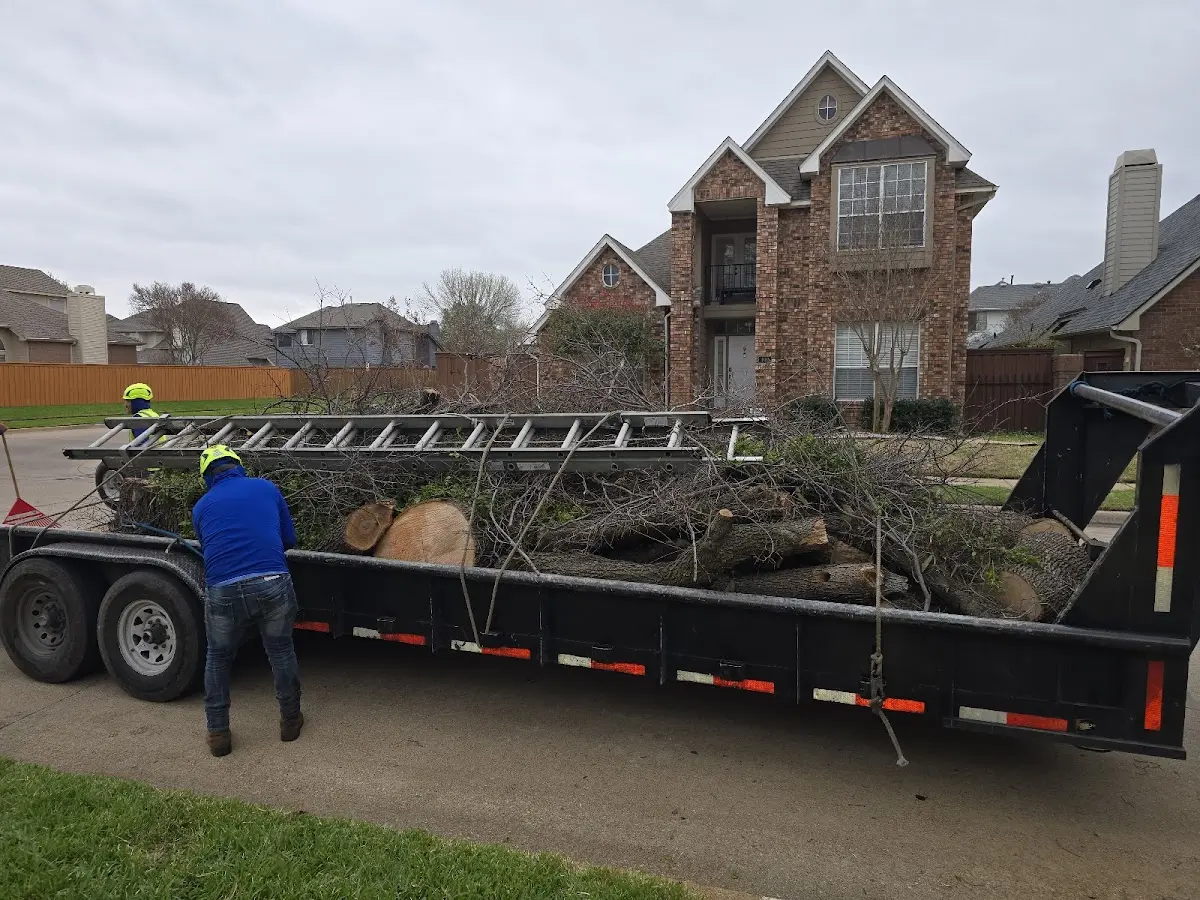 Expert Tree Pest Control with proper safety equipment in Valley Center